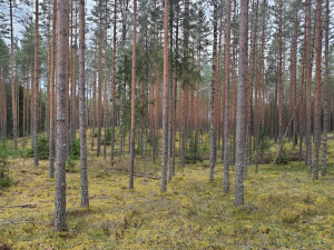 HORIZONTA KAUSA 4.POSMS - BALTIJAS UN LATVIJAS ČEMPIONĀTU APVIDŪ