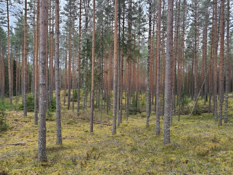 HORIZONTA KAUSA 4.POSMS - BALTIJAS UN LATVIJAS ČEMPIONĀTU APVIDŪ