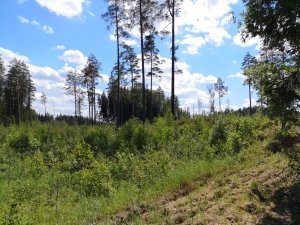 KLĀT PRIEKŠPĒDĒJĀ PAVASARA KĀRTA