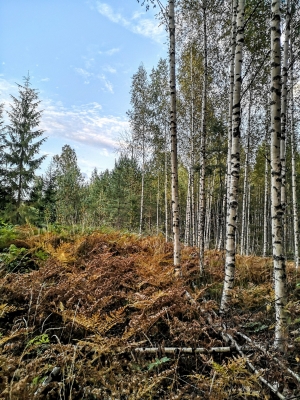 AR RUDENS ELPU VASARĪGOS LAIKA APSTĀKĻOS